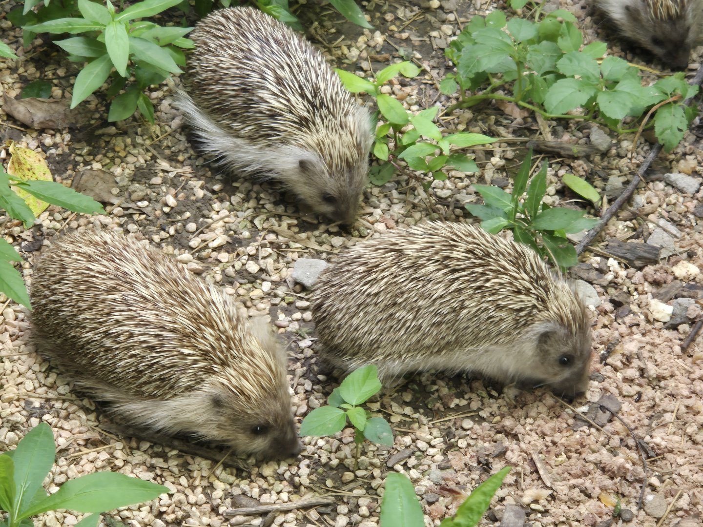 Amur Hedgehog