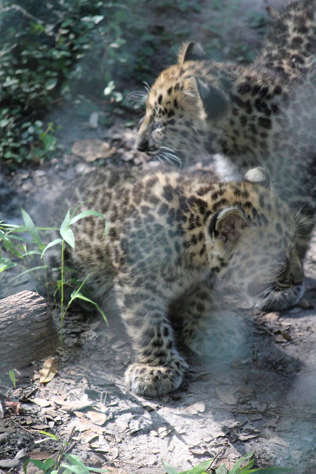 Amur Leoaprd Cubs