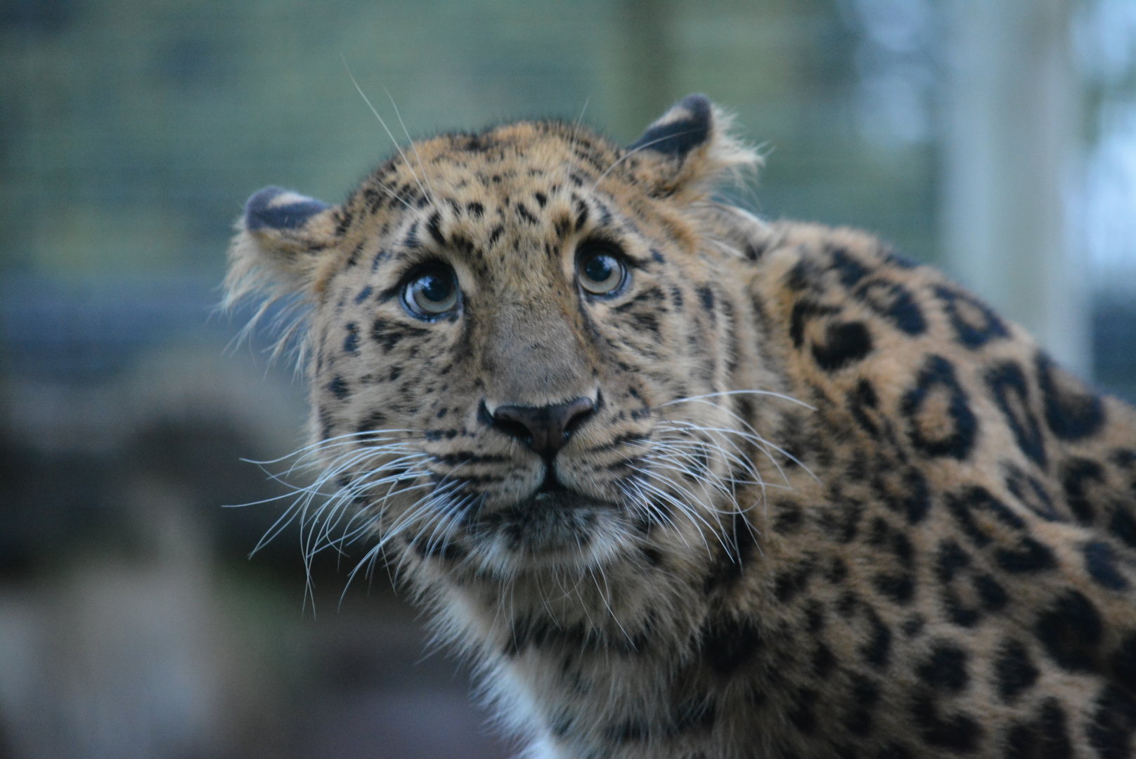 Amur Leopard 01/01/2023
