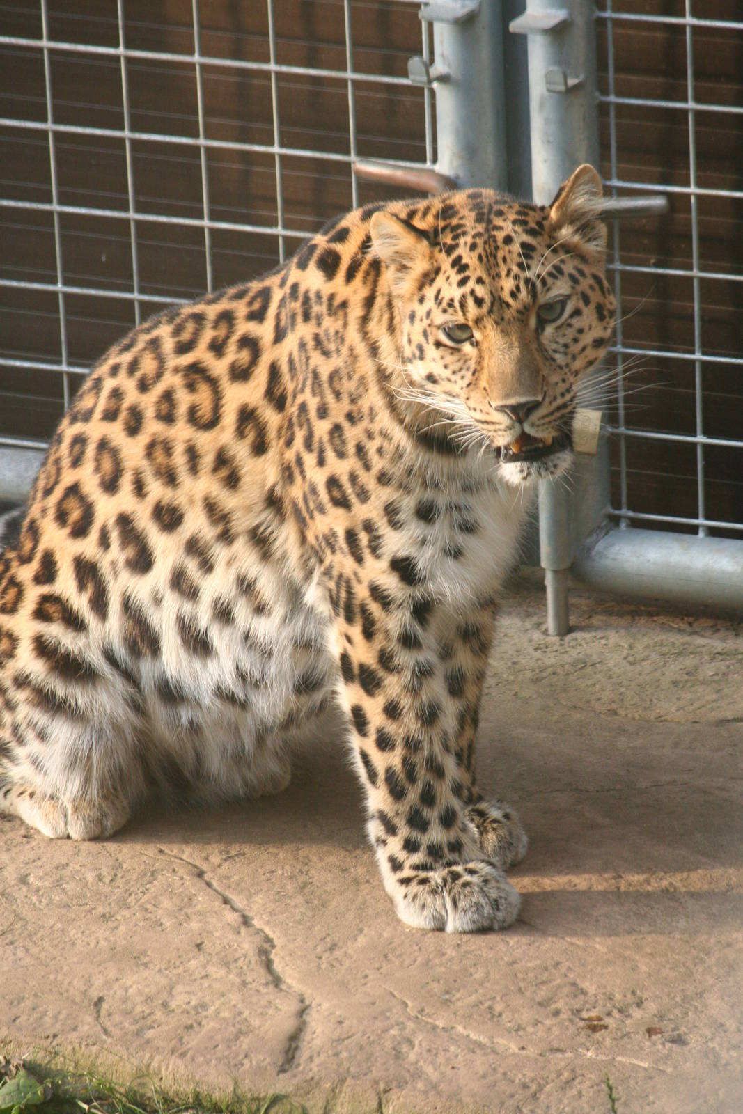 Amur leopard, 01/10/2011