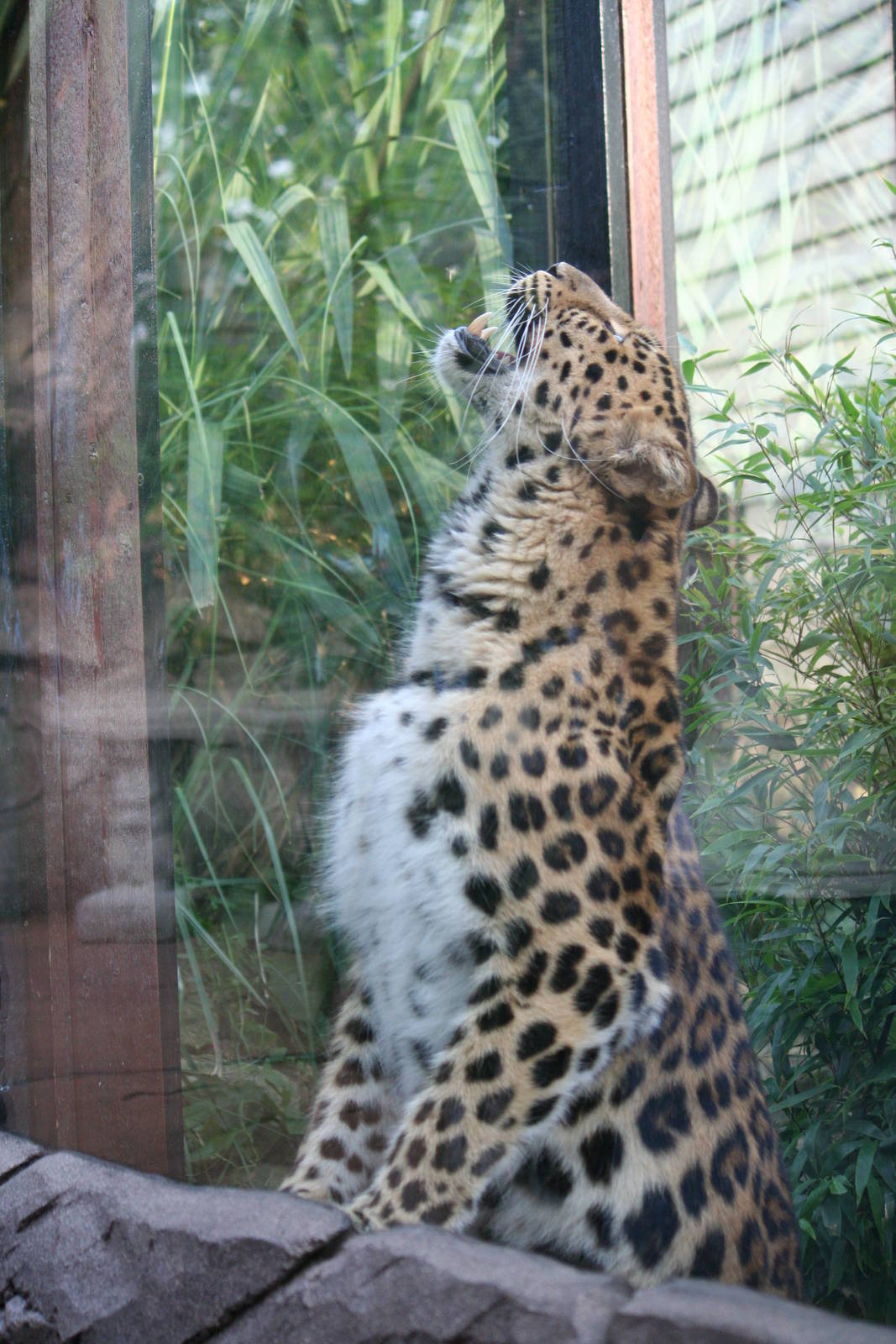 Amur leopard, 01/10/2011