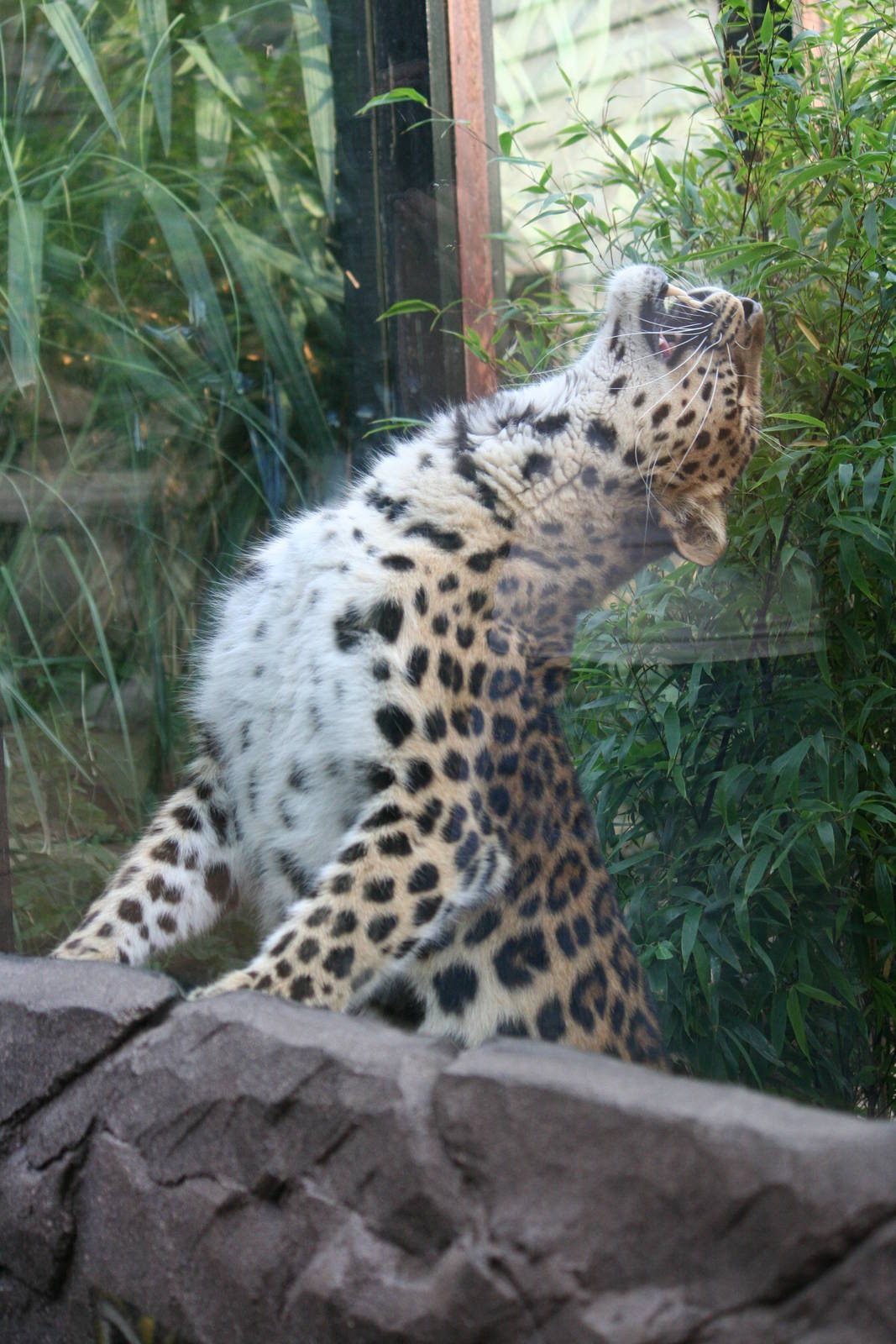 Amur leopard, 01/10/2011