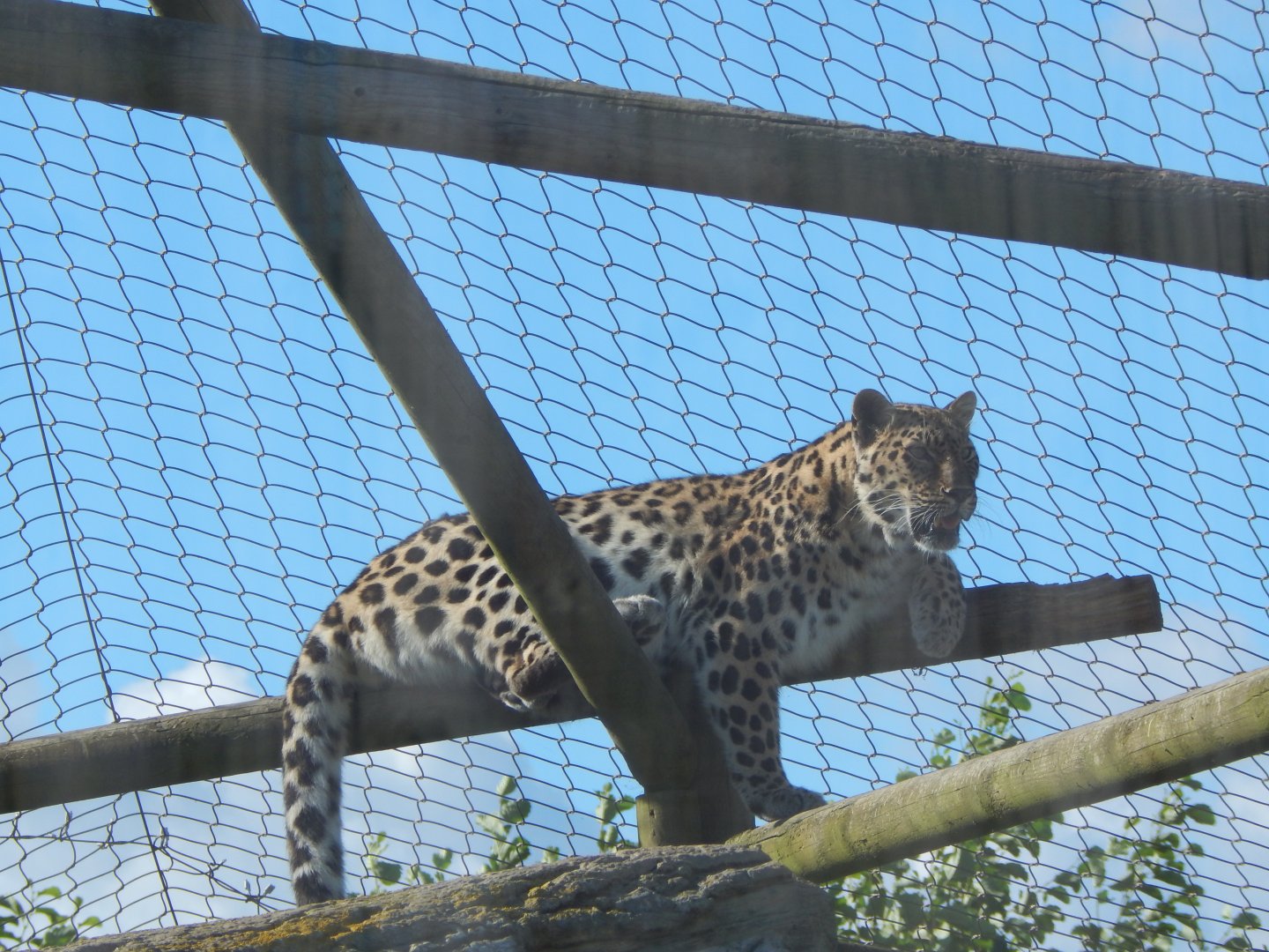 Amur leopard 030924