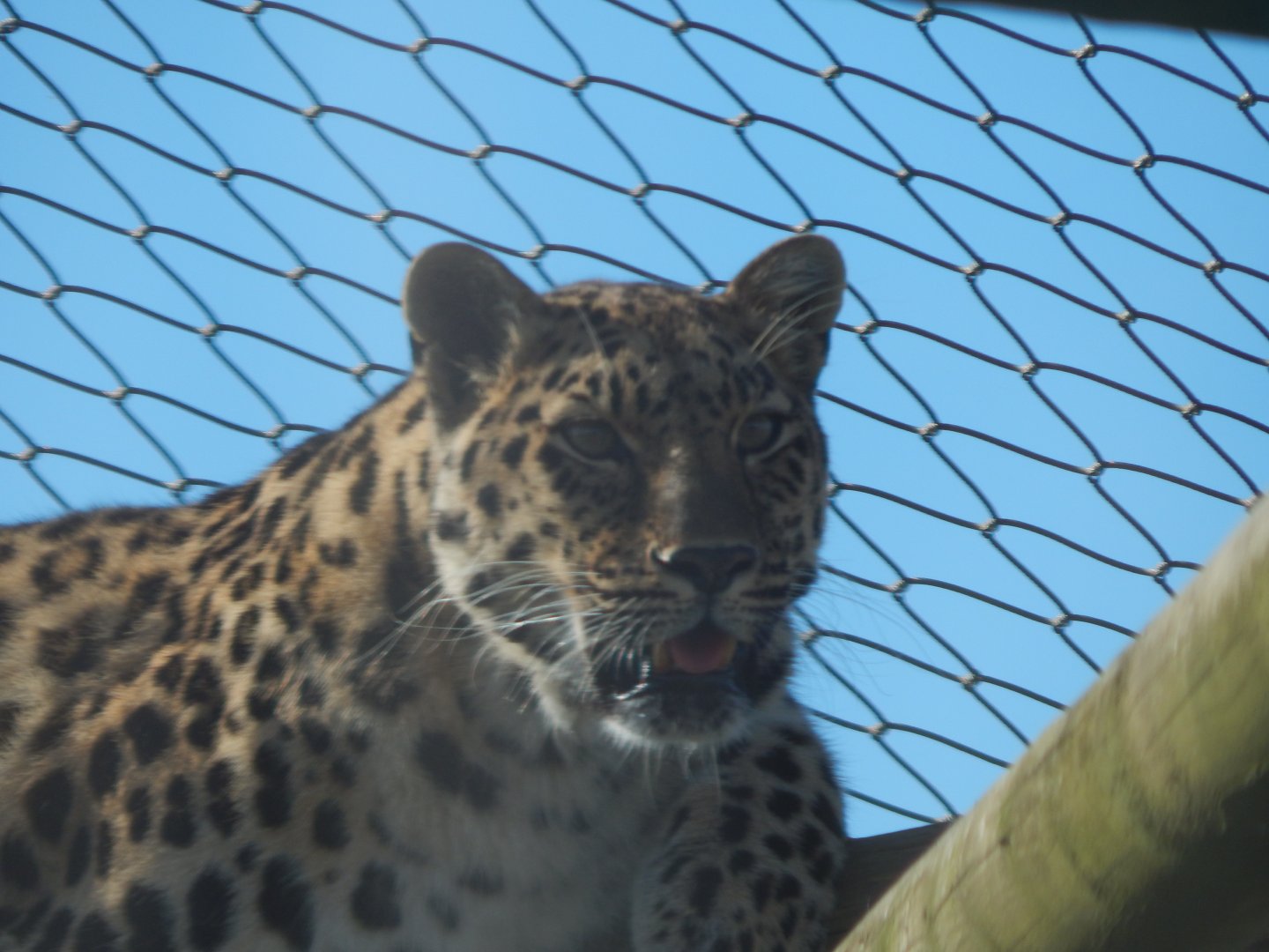 Amur leopard 030924
