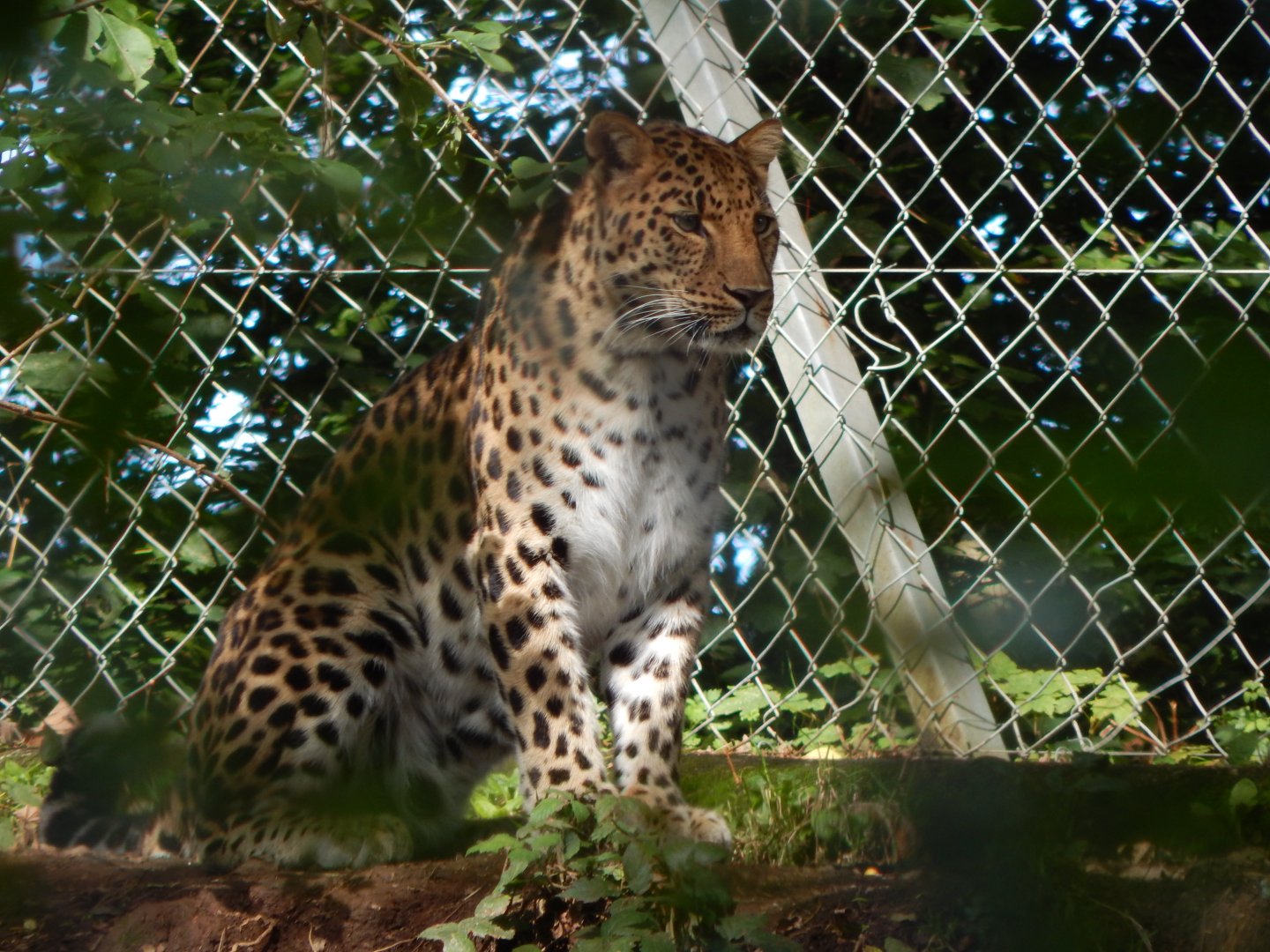 Amur leopard 050925
