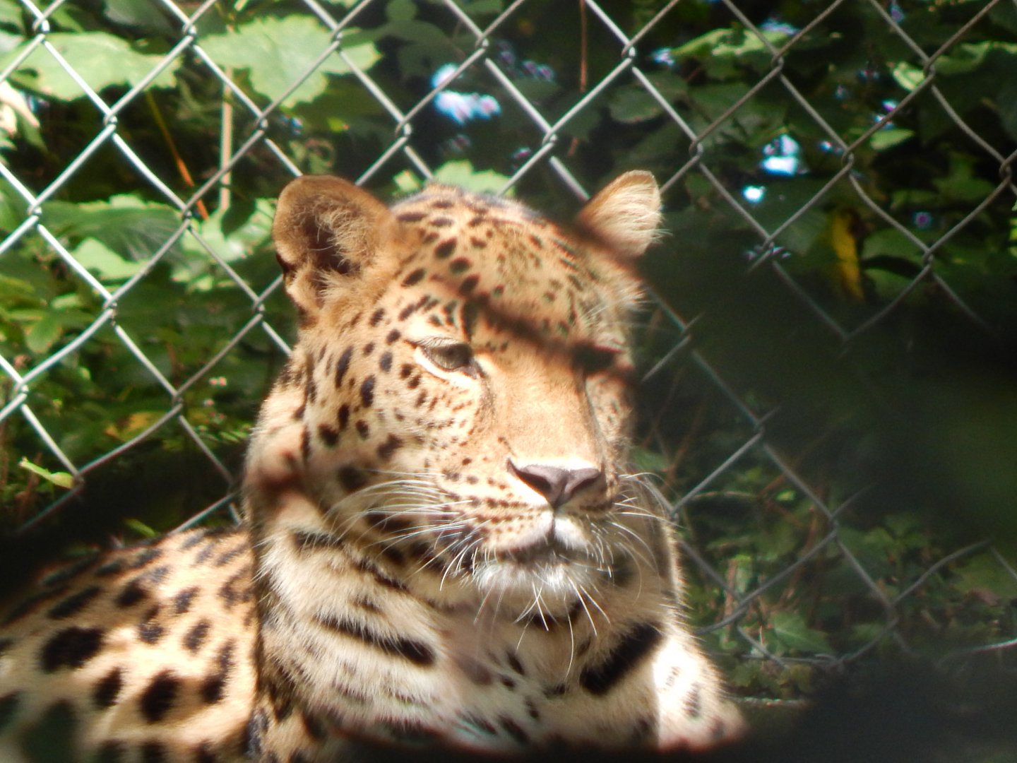 Amur leopard 050925