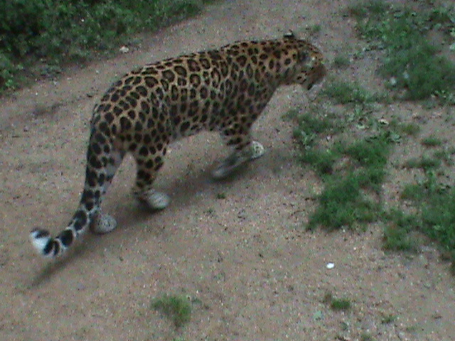 amur leopard 08/10