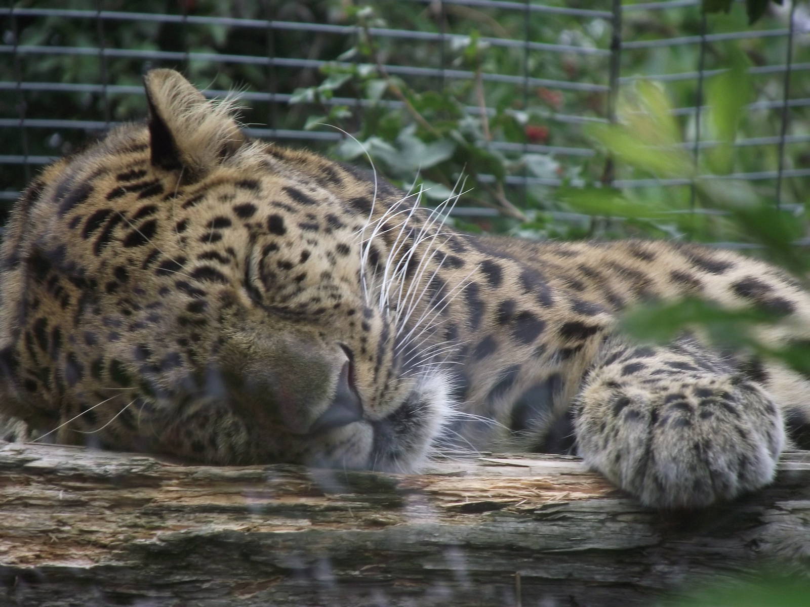 amur leopard 080811