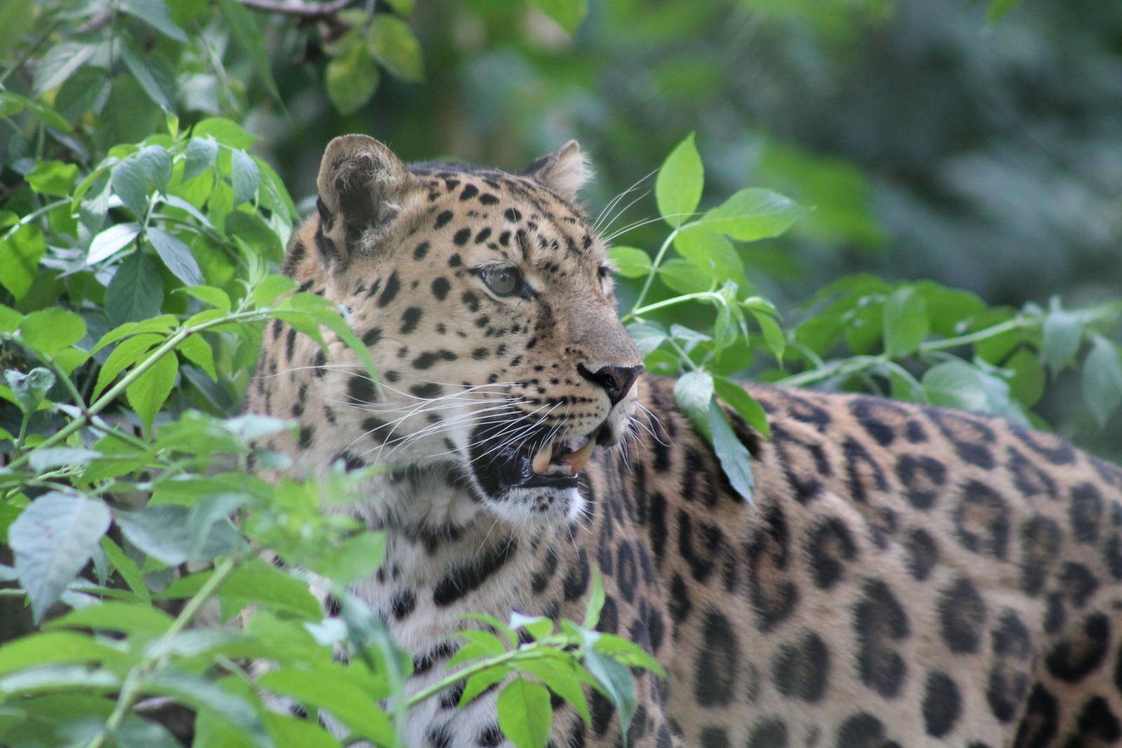 Amur Leopard - 11th August 2012