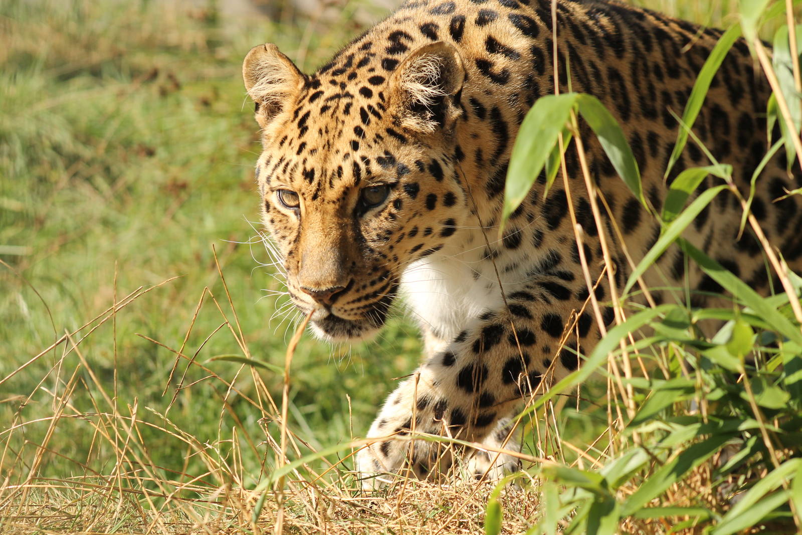 Amur Leopard - 11th September 2016