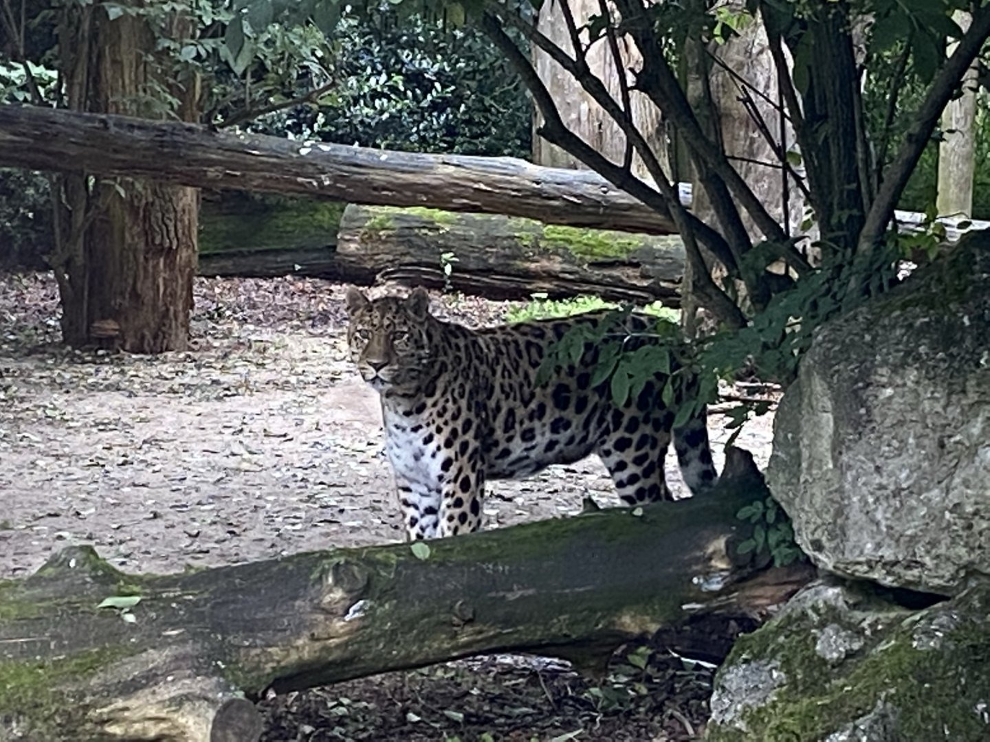 Amur leopard 120821