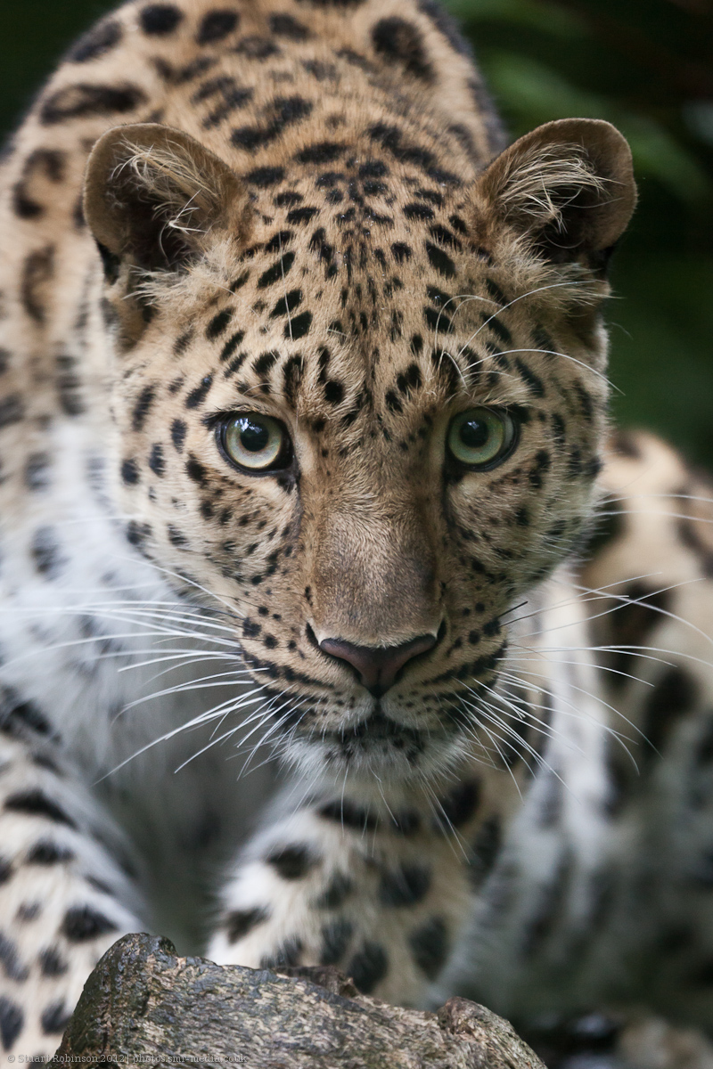 Amur Leopard - 15/06/2012