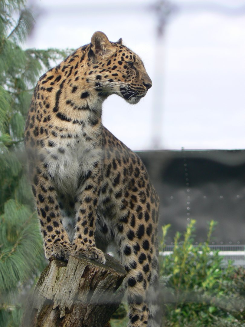 Amur leopard - 16 October 2019