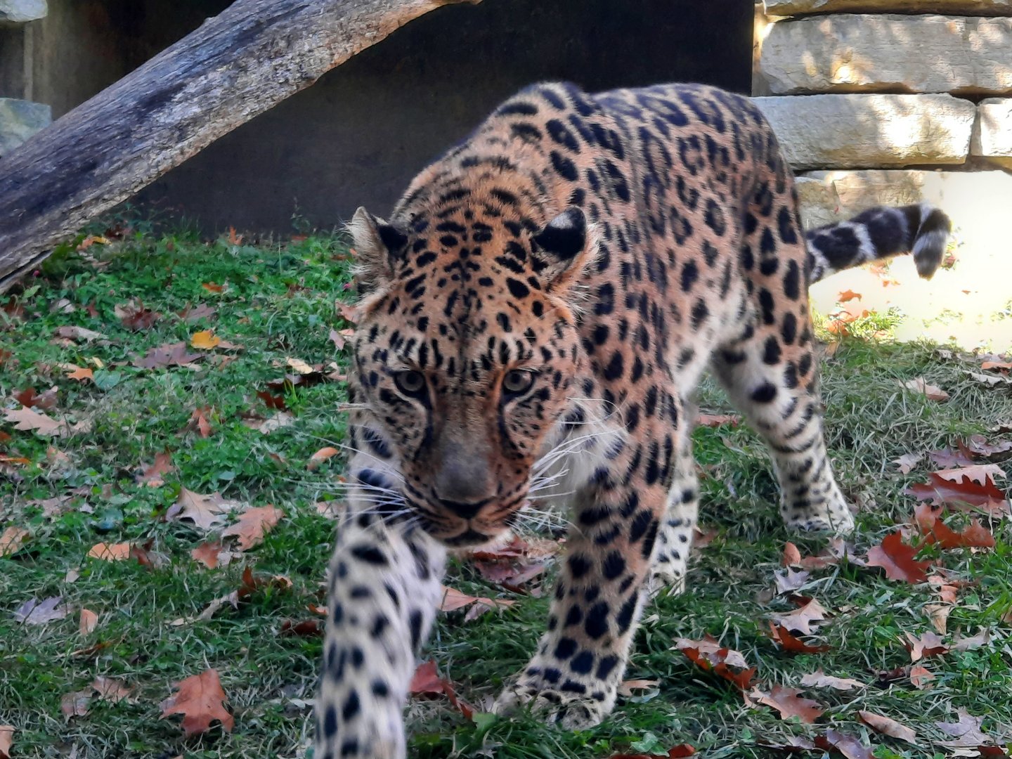 Amur Leopard 2