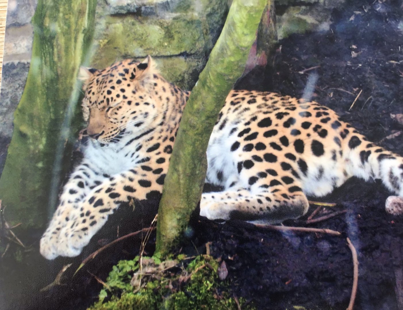 Amur leopard 2012