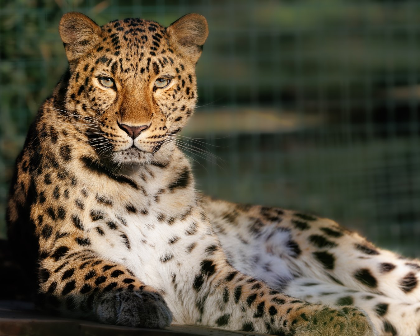 Amur Leopard / 21-1-22 / Thrigby