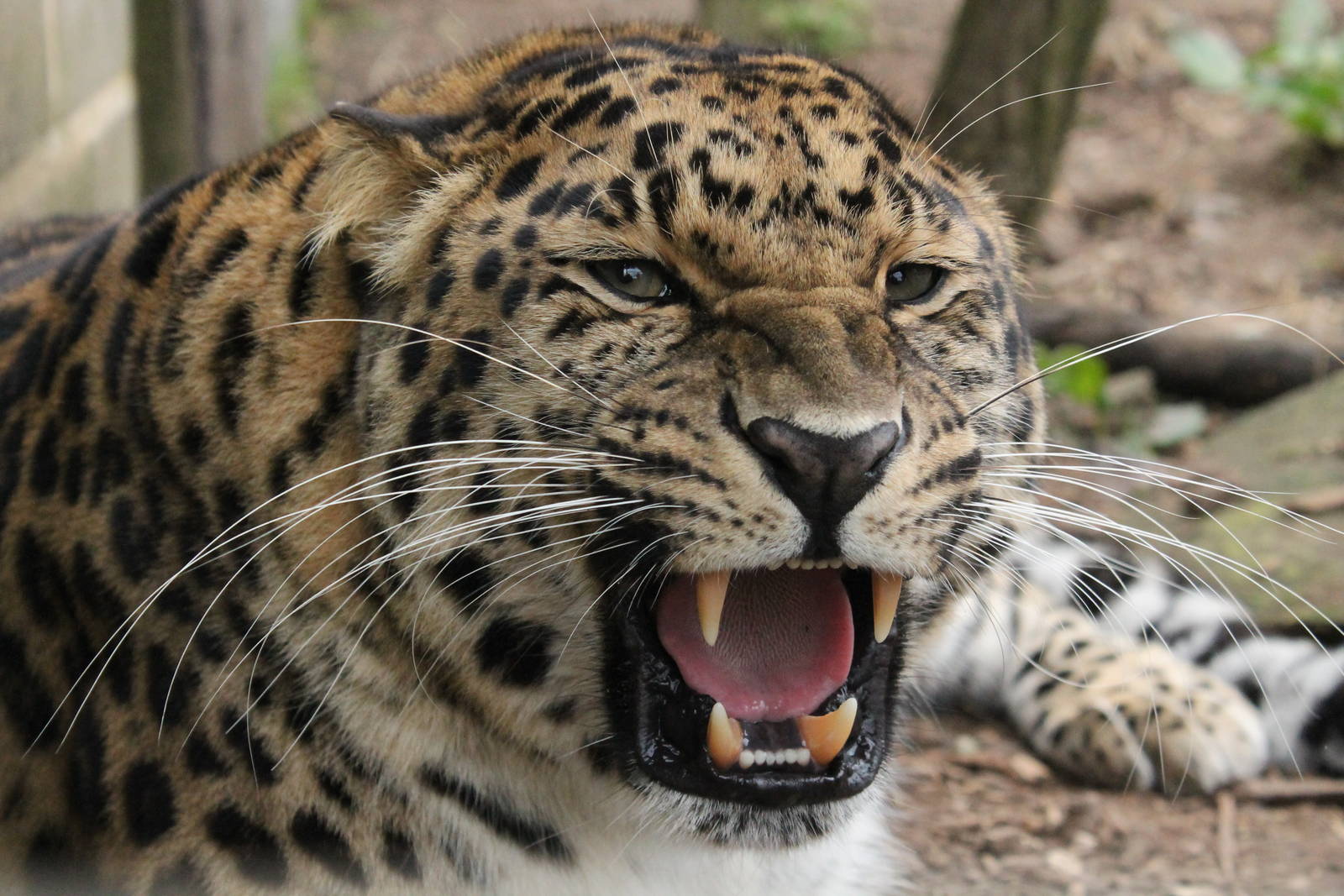 Amur Leopard  - 21st March 2015