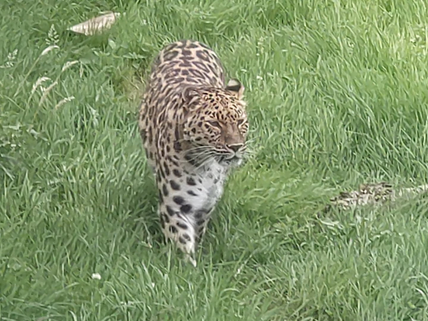 Amur Leopard 22/7/23