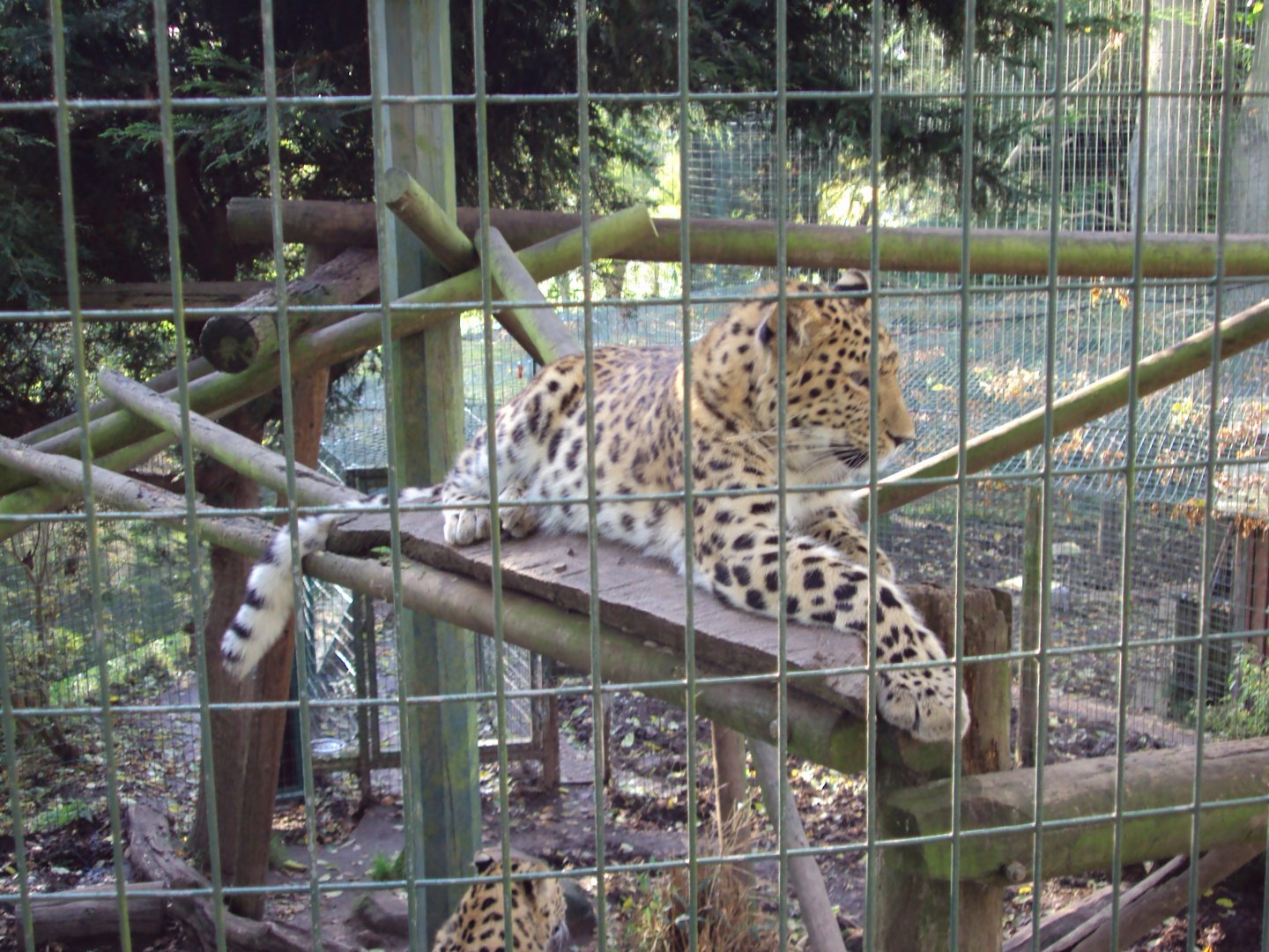 Amur Leopard 27/10/2019