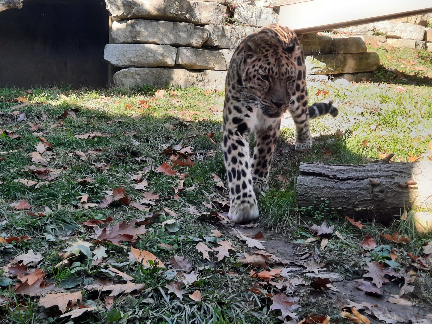 Amur Leopard 3
