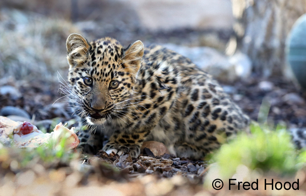 amur leopard (4 months)