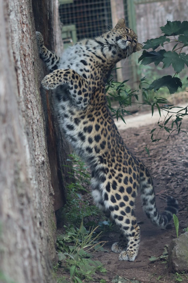 Amur leopard - 6 September 2021