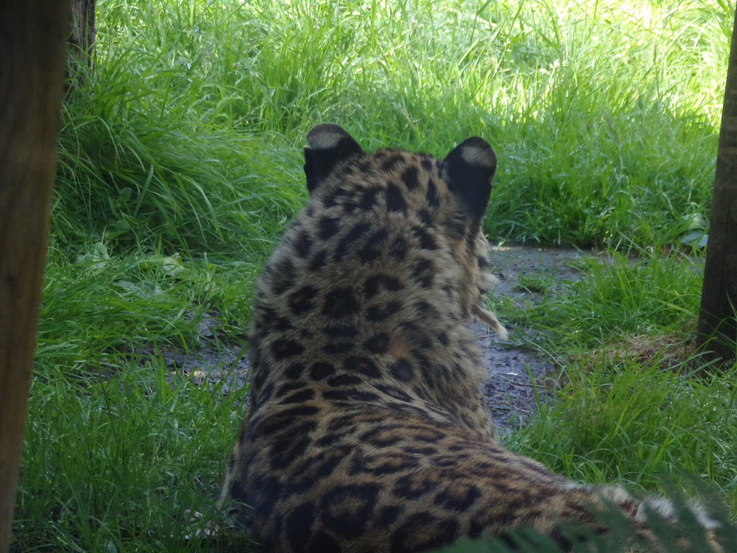 Amur leopard 7.7.24