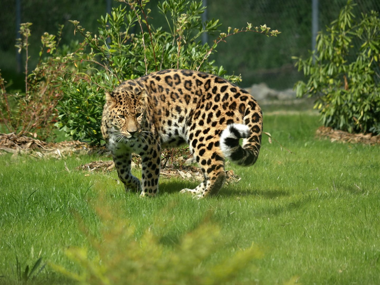 Amur leopard Akeno