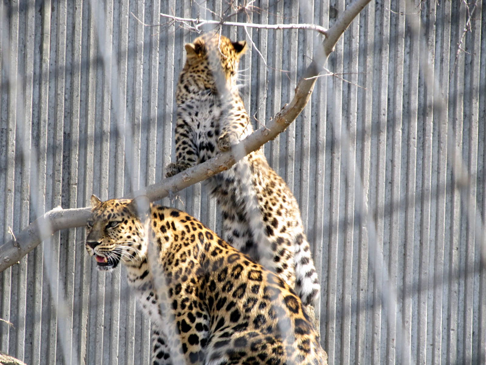 Amur Leopard and Cub