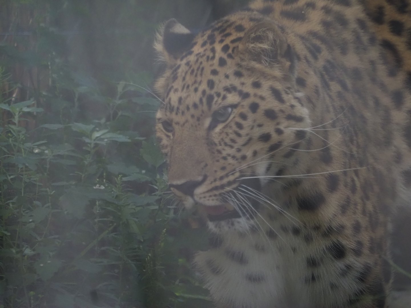 Amur Leopard "Antin" 1