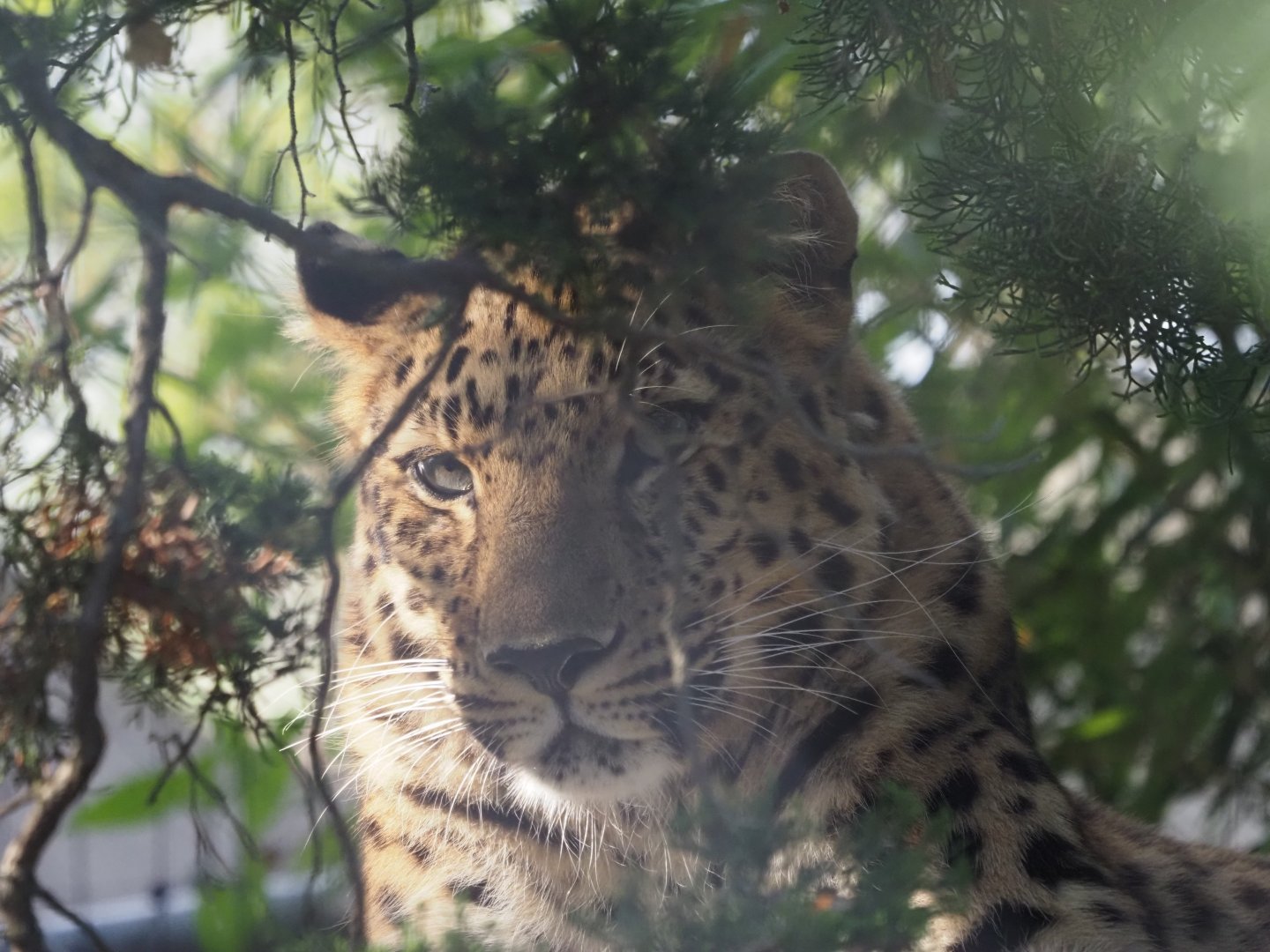 Amur Leopard "Antin" 2