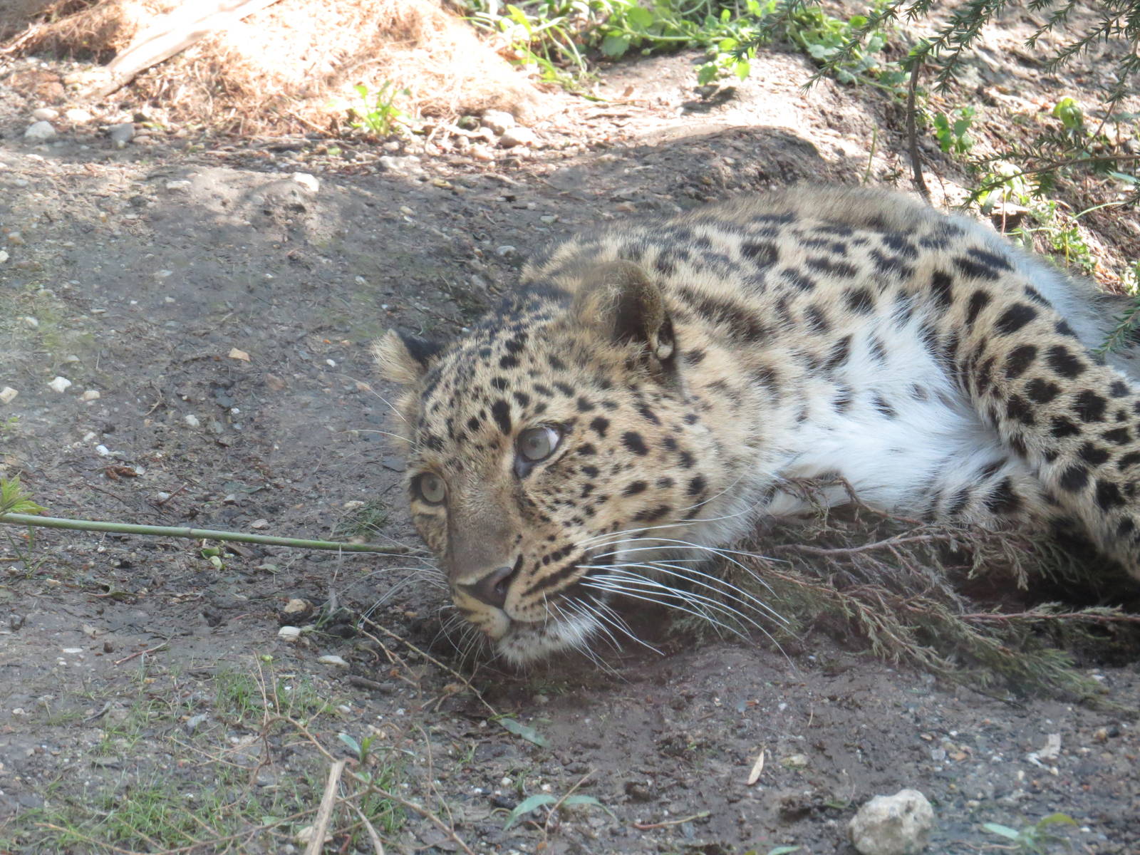 Amur leopard, April 2014.