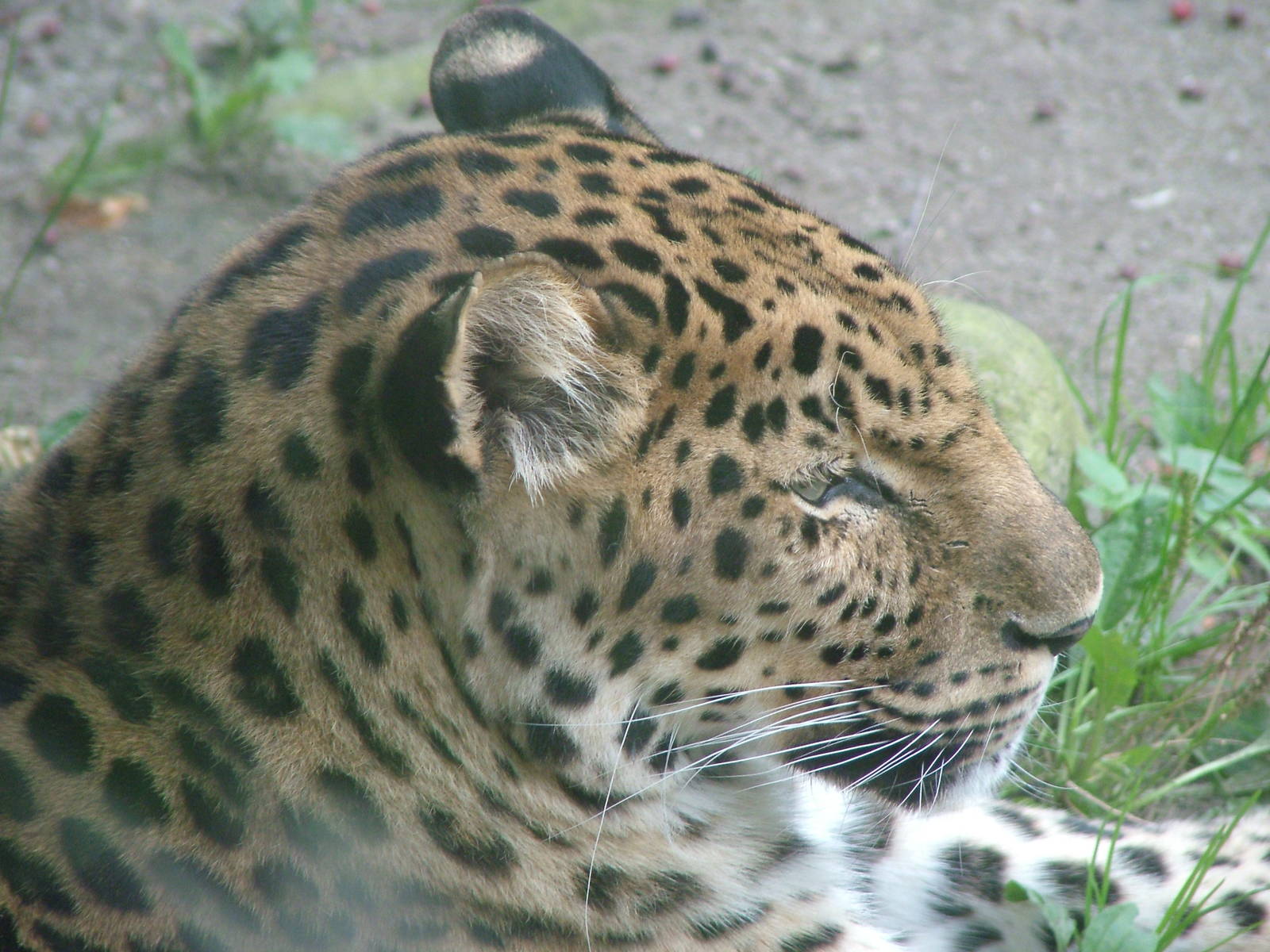 Amur Leopard at Augsburg 03/09/06
