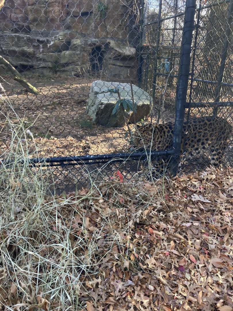 Amur Leopard at Beardsley Zoo 12/5/21