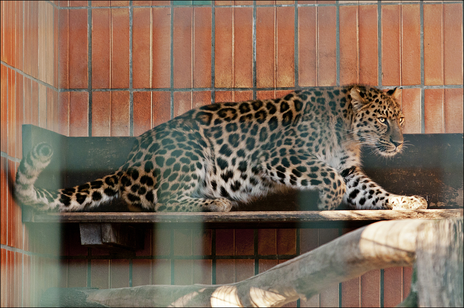 Amur leopard at Berlin Tierpark