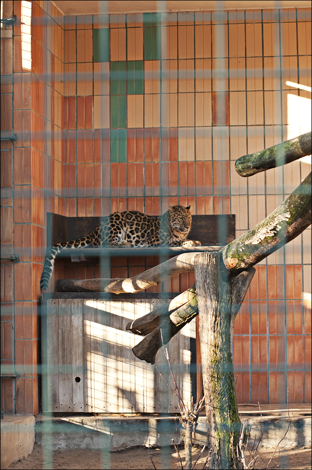 Amur leopard at Berlin Tierpark