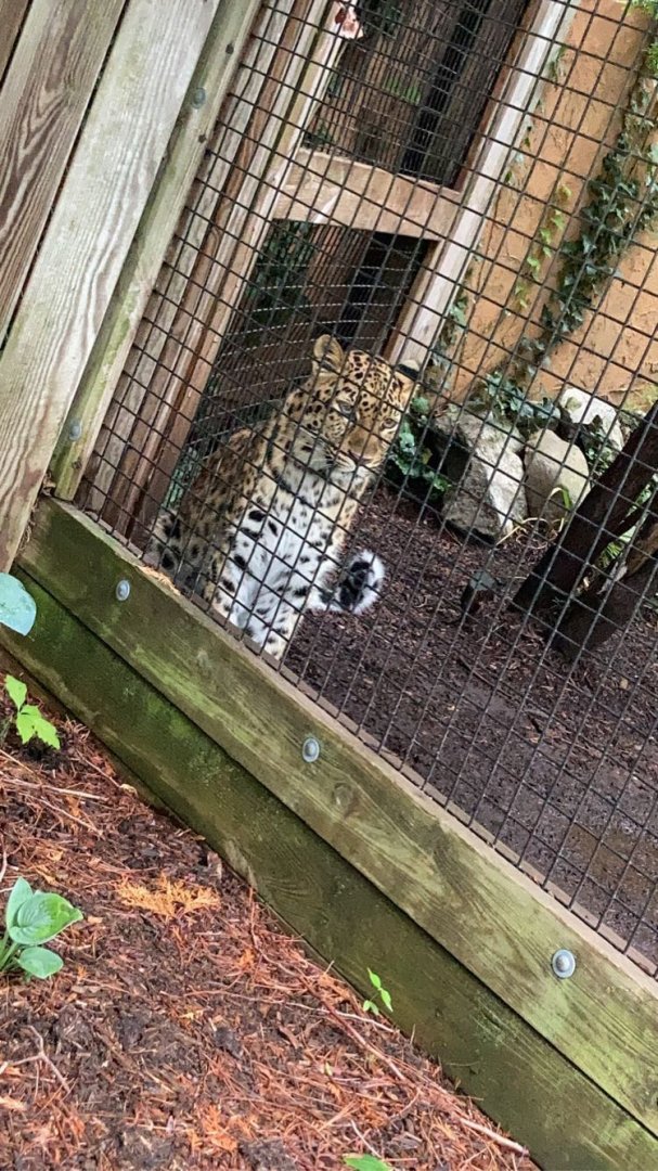 Amur Leopard at Capron Park Zoo