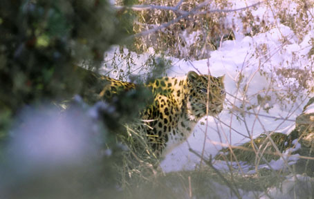 amur leopard at CMZ
