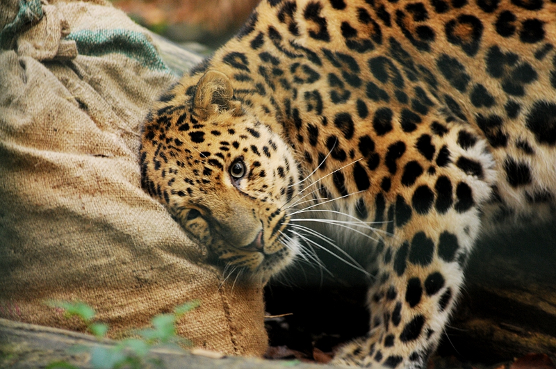 Amur leopard at Dortmund