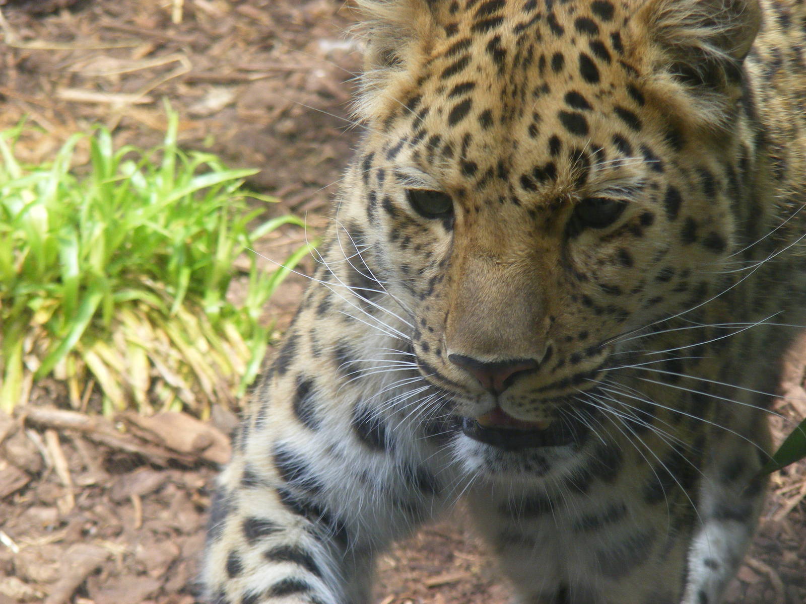 Amur leopard at Edinburgh Zoo, 21 May 2010
