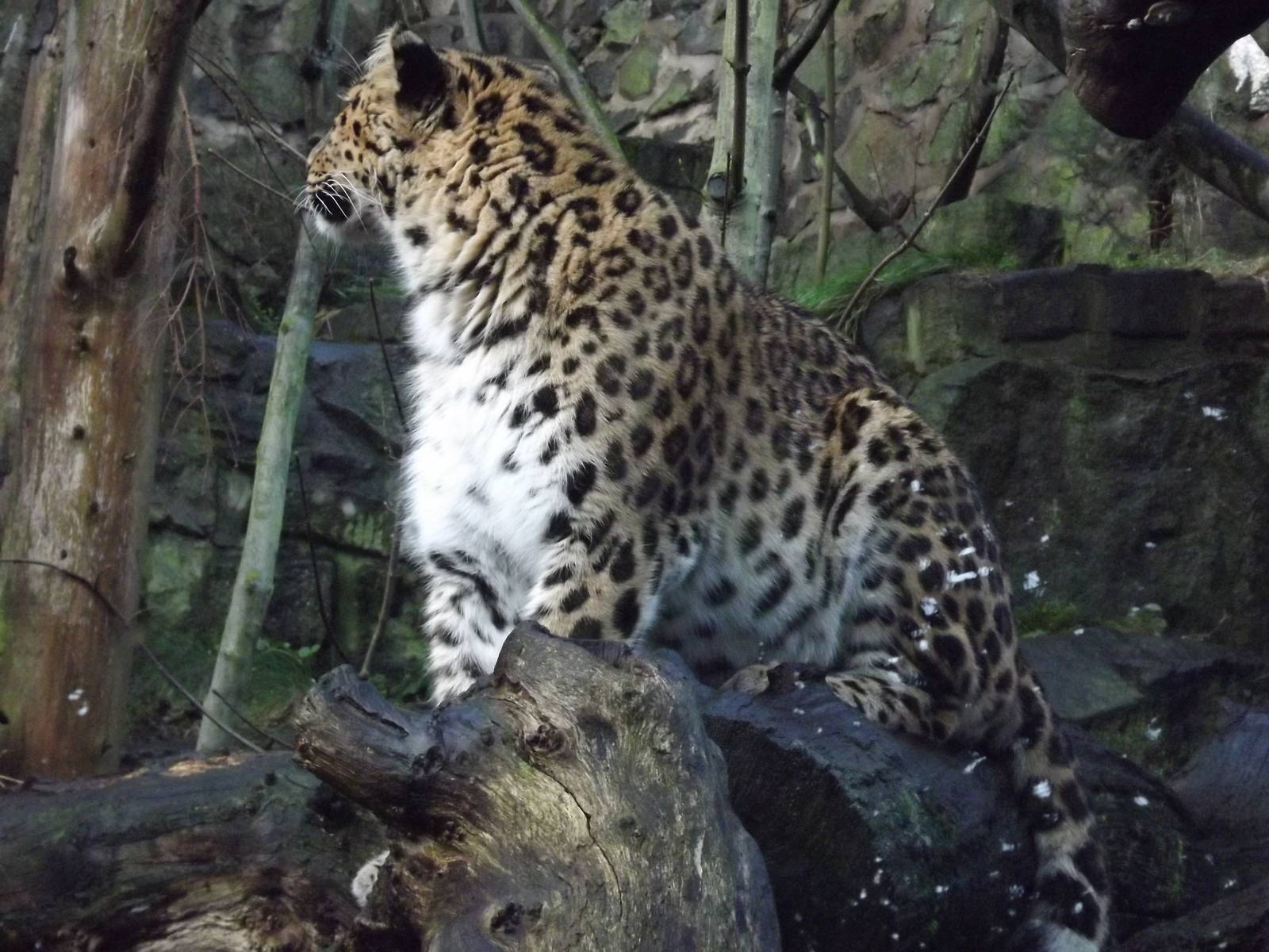 Amur leopard at Edinburgh Zoo 28/12/11