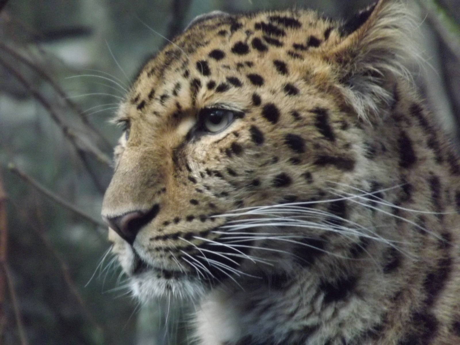 Amur leopard at Edinburgh Zoo 28/12/11