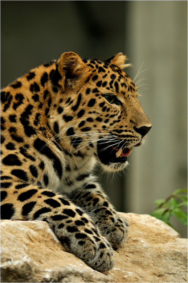 Amur leopard at Lyon