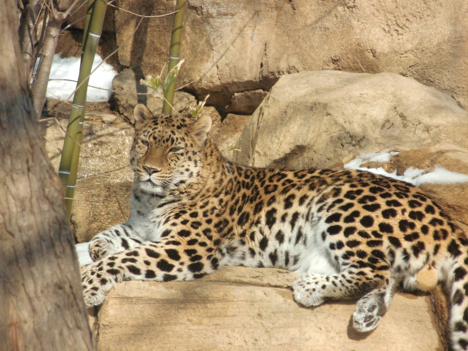 Amur leopard at Philadelphia zoo 2015-03-08