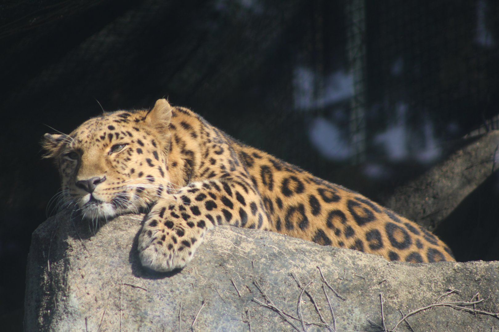 Amur Leopard at Rest