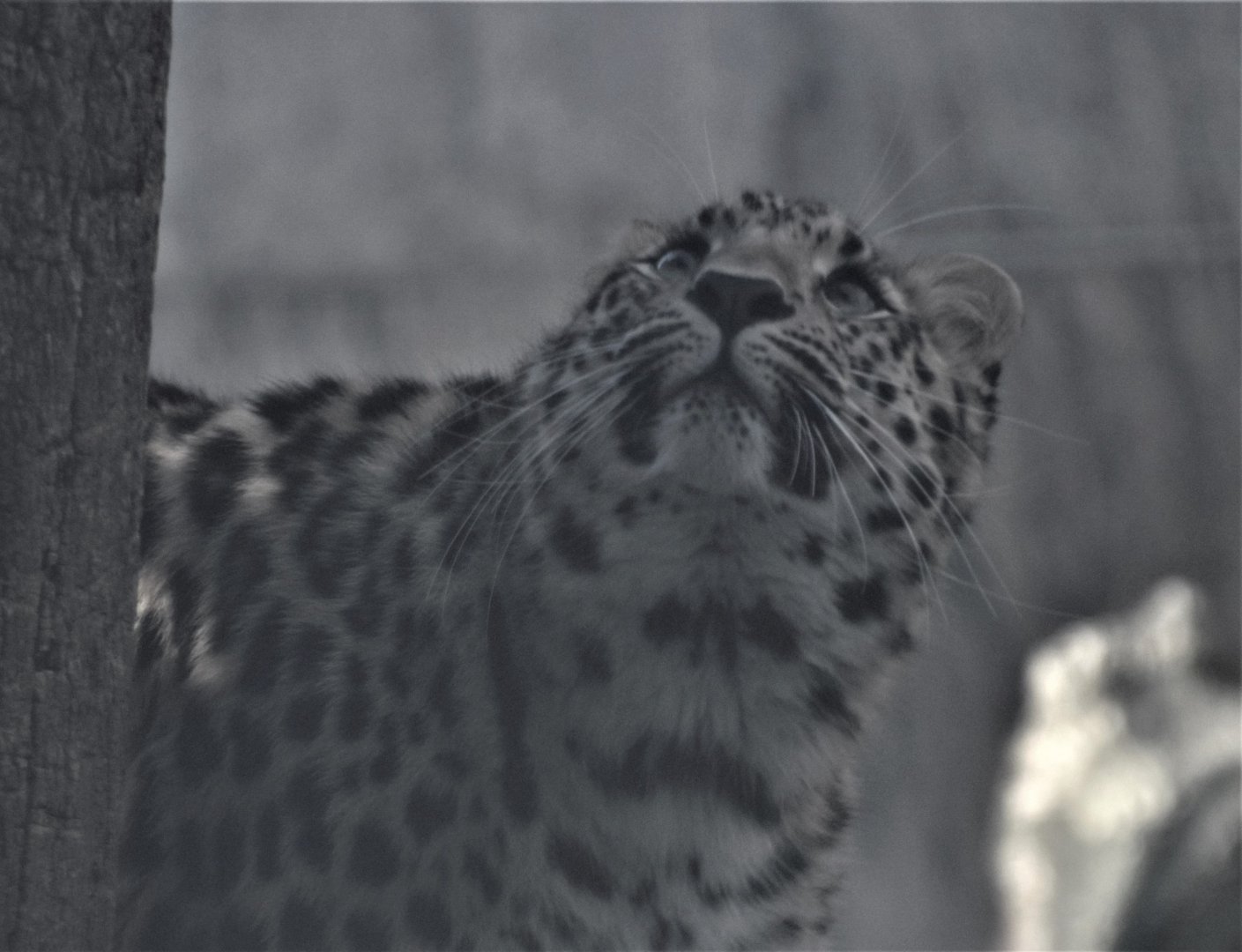 Amur leopard at Schonbrunn