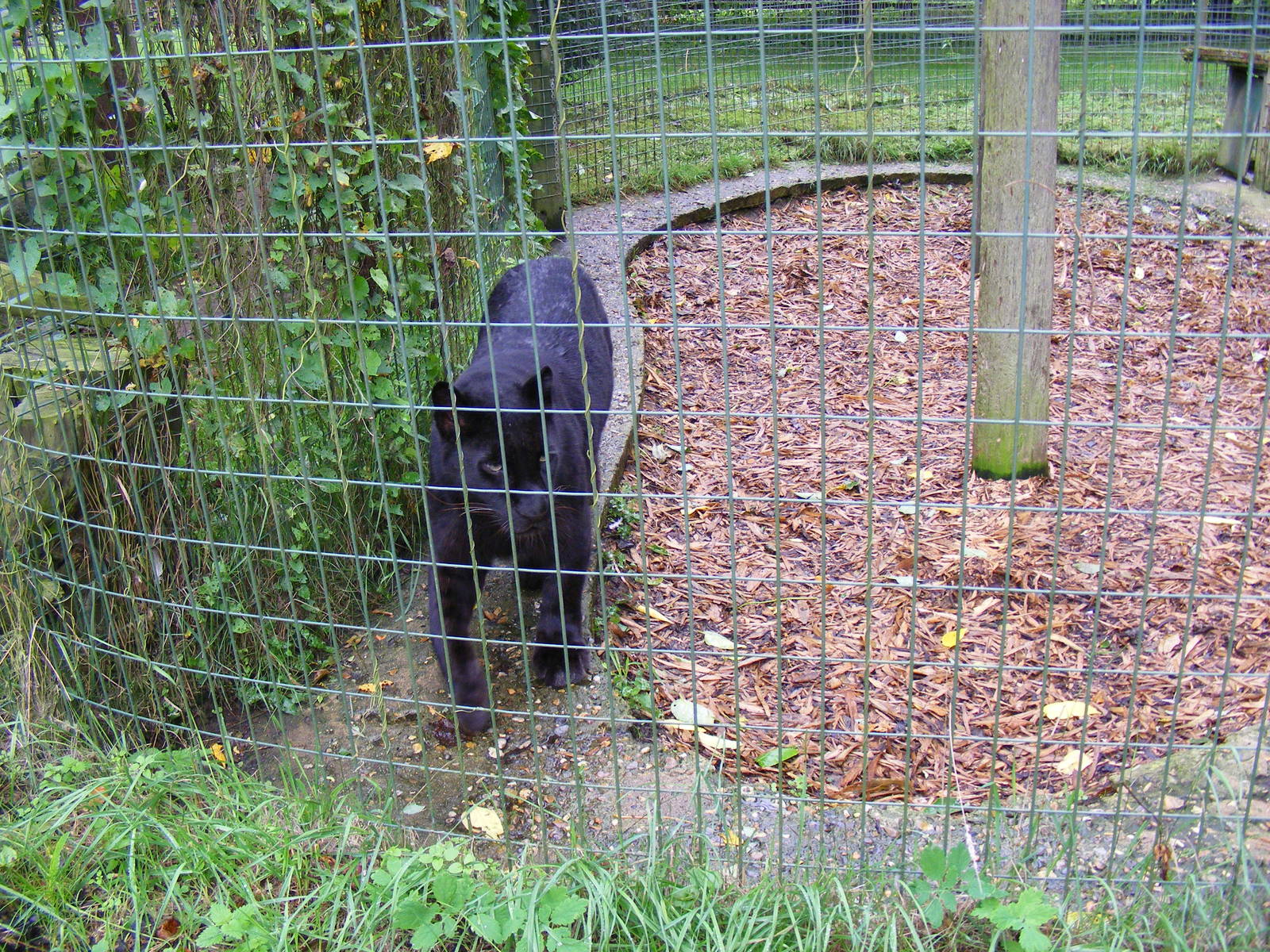 Amur leopard at Thrigby Hall, 14 September 2010