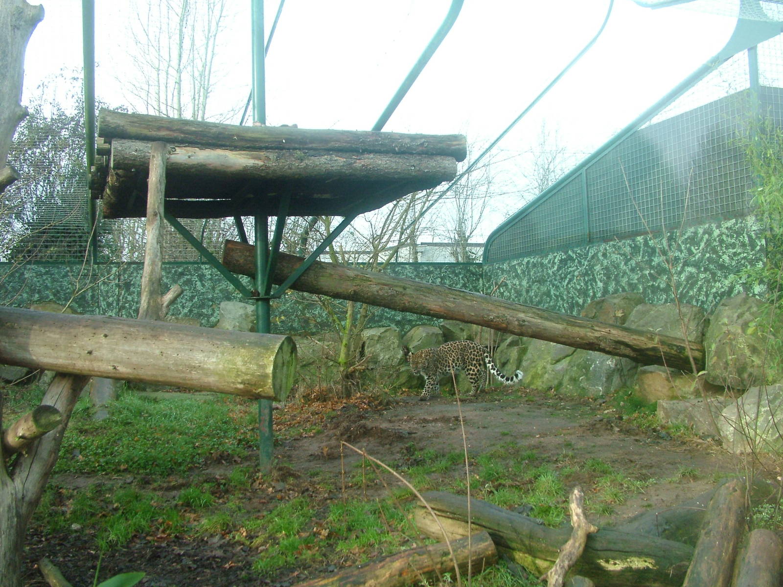 Amur Leopard at Twycross Nov 08