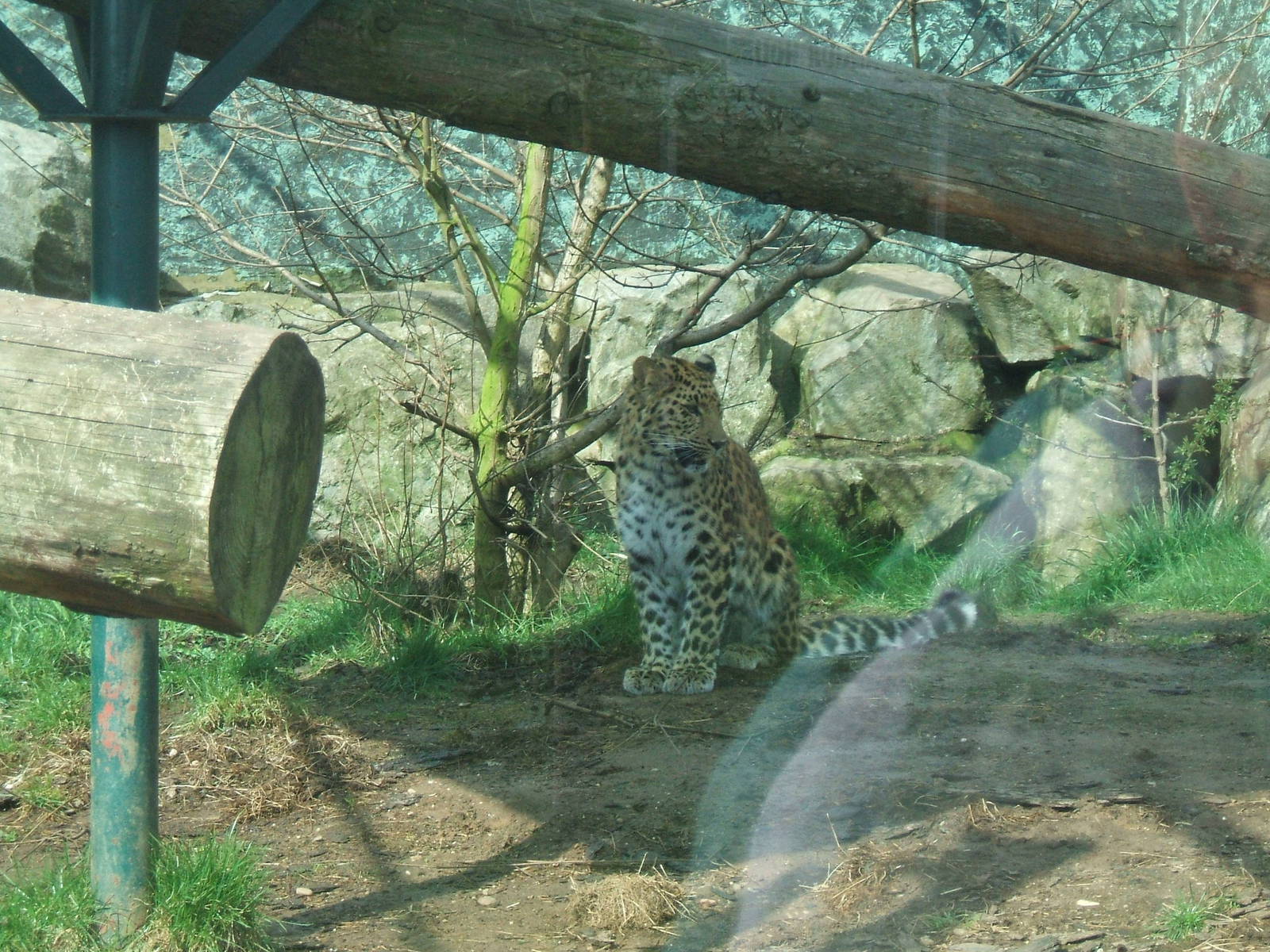 Amur Leopard at Twycross