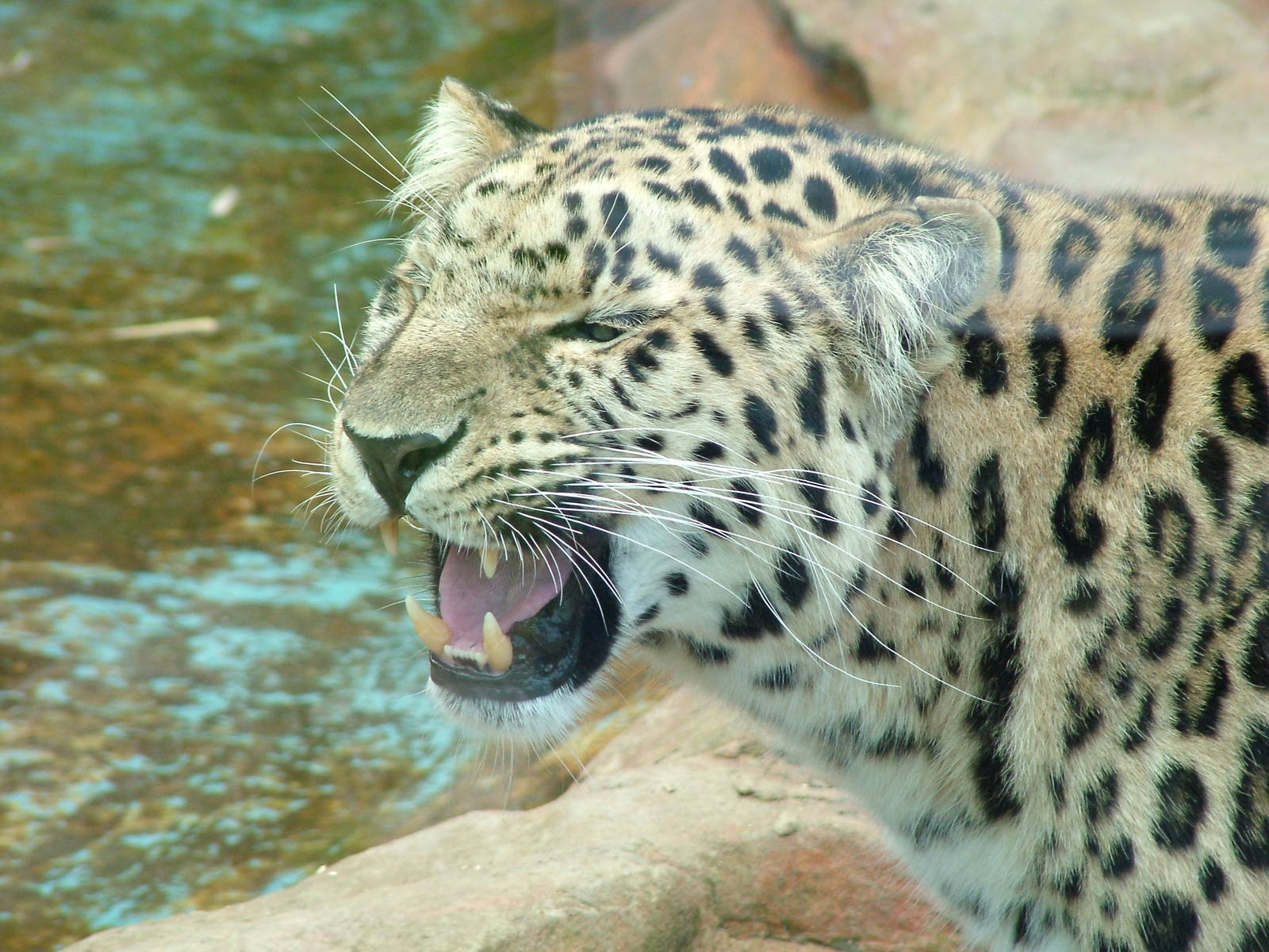 Amur Leopard at West Midland 16/08/09